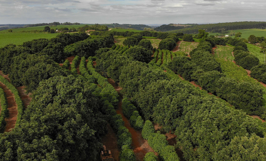 Abacate conquista o lugar do café no Vale do Ivaí e no Norte do Paraná. Foto Gilson Abreu/AEN