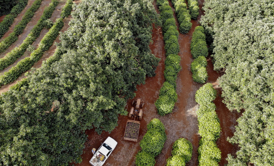 Abacate conquista o lugar do café no Vale do Ivaí e no Norte do Paraná. Foto Gilson Abreu/AEN