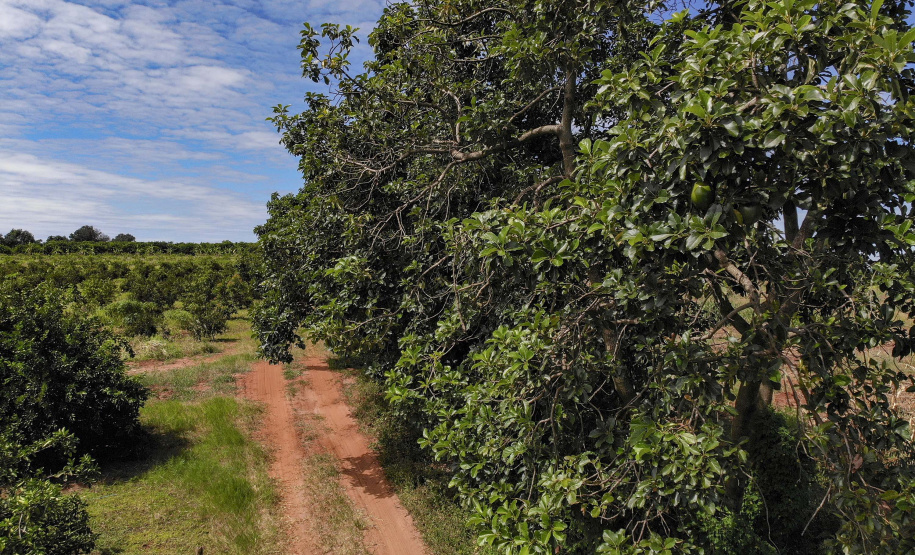 Abacate conquista o lugar do café no Vale do Ivaí e no Norte do Paraná. Foto Gilson Abreu/AEN