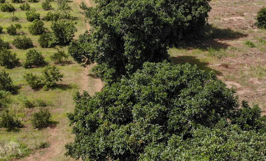Abacate conquista o lugar do café no Vale do Ivaí e no Norte do Paraná. Foto Gilson Abreu/AEN