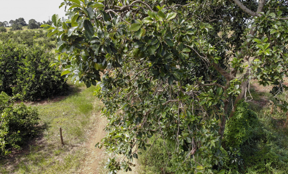 Abacate conquista o lugar do café no Vale do Ivaí e no Norte do Paraná. Foto Gilson Abreu/AEN