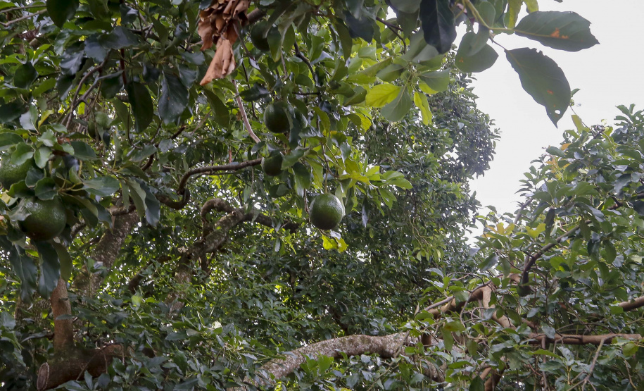 Abacate conquista o lugar do café no Vale do Ivaí e no Norte do Paraná. Foto Gilson Abreu/AEN