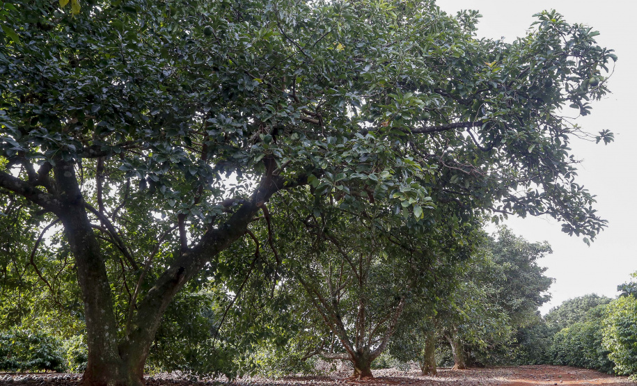 Abacate conquista o lugar do café no Vale do Ivaí e no Norte do Paraná. Foto Gilson Abreu/AEN