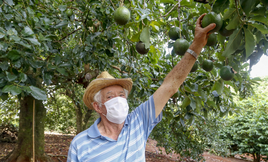 Abacate conquista o lugar do café no Vale do Ivaí e no Norte do Paraná. Foto Gilson Abreu/AEN