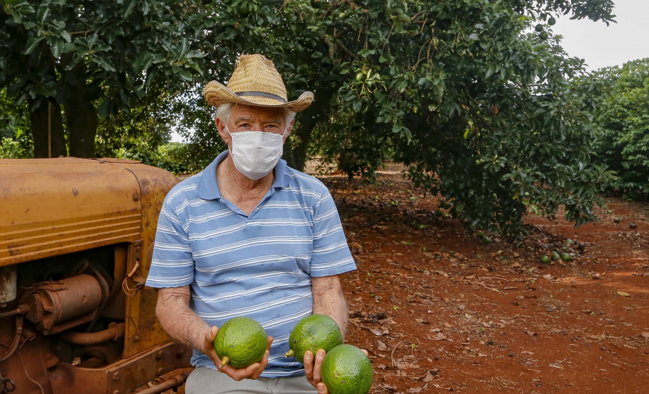 Abacate conquista o lugar do café no Vale do Ivaí e no Norte do Paraná. Foto Gilson Abreu/AEN