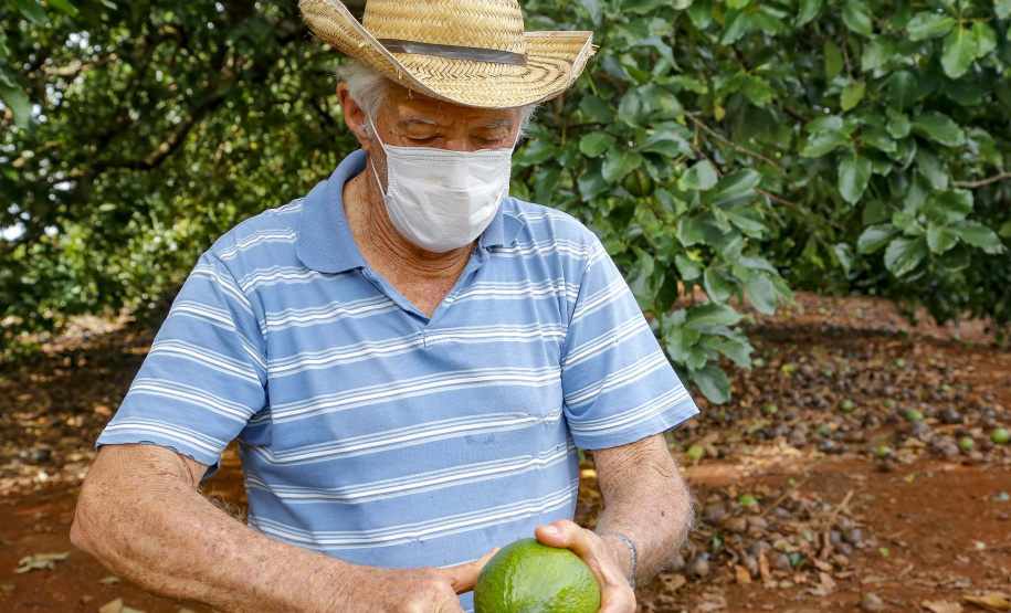 plantação de abacate
Foto Gilson Abreu/Aen