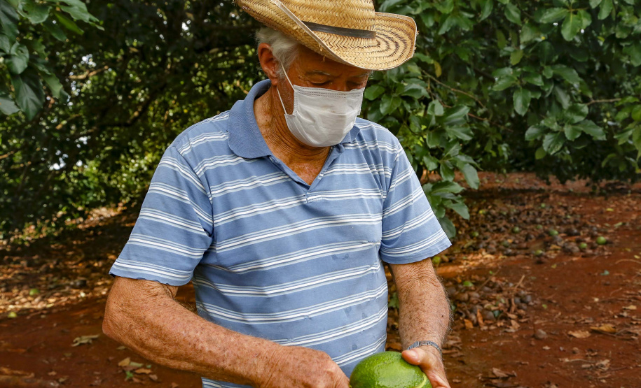 Abacate conquista o lugar do café no Vale do Ivaí e no Norte do Paraná. Foto Gilson Abreu/AEN