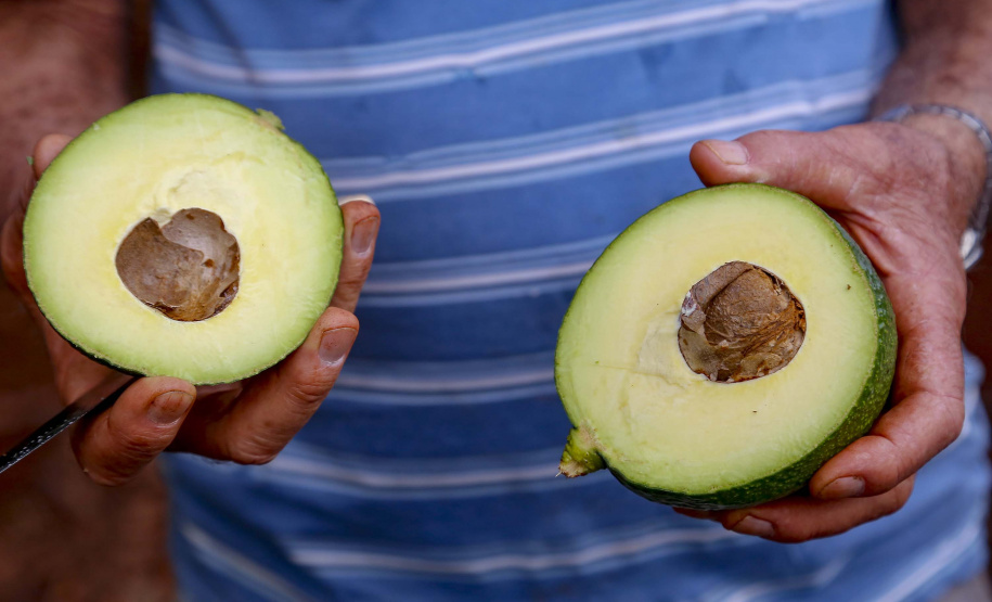 Abacate conquista o lugar do café no Vale do Ivaí e no Norte do Paraná. Foto Gilson Abreu/AEN