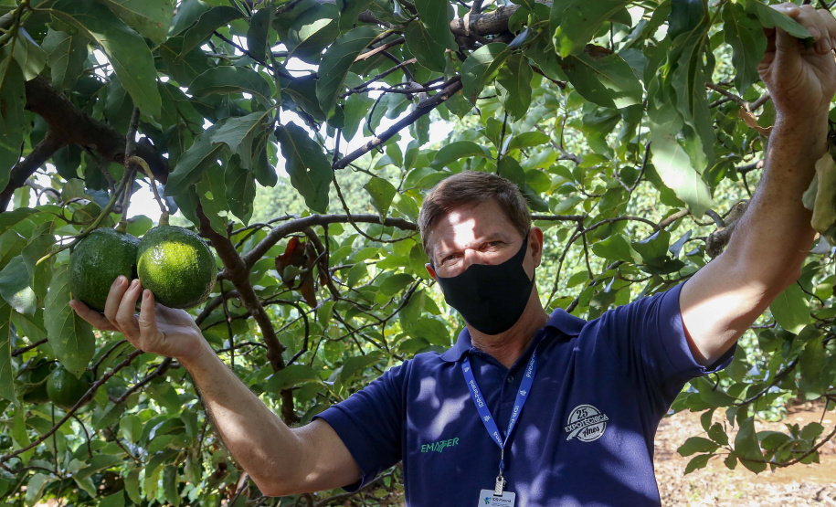 Abacate conquista o lugar do café no Vale do Ivaí e no Norte do Paraná. Foto Gilson Abreu/AEN