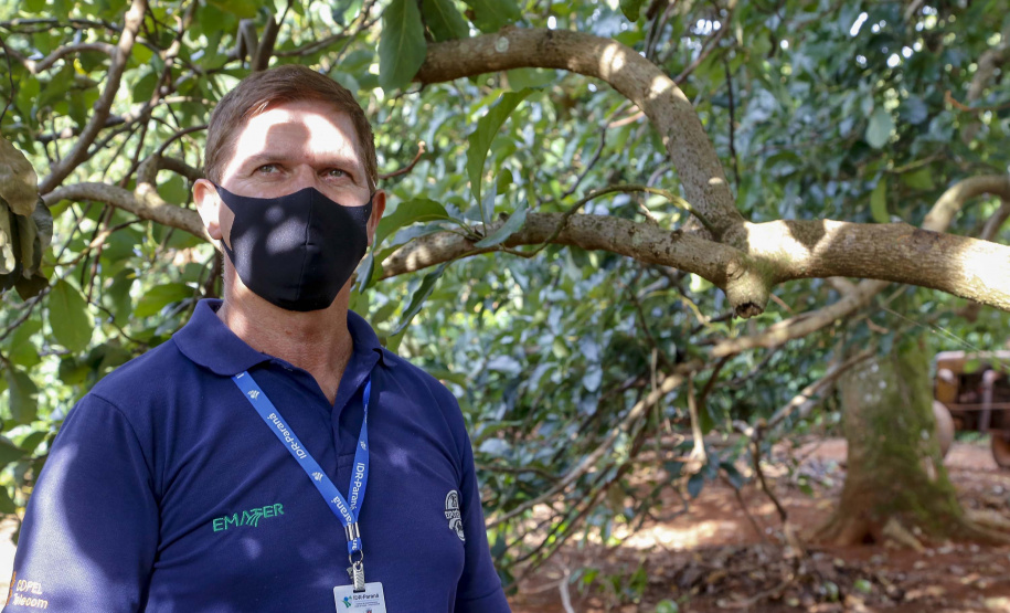 Abacate conquista o lugar do café no Vale do Ivaí e no Norte do Paraná. Foto Gilson Abreu/AEN
