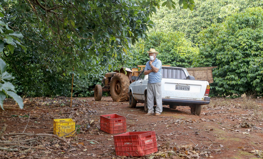 Abacate conquista o lugar do café no Vale do Ivaí e no Norte do Paraná. Foto Gilson Abreu/AEN
Foto Gilson Abreu/Aen