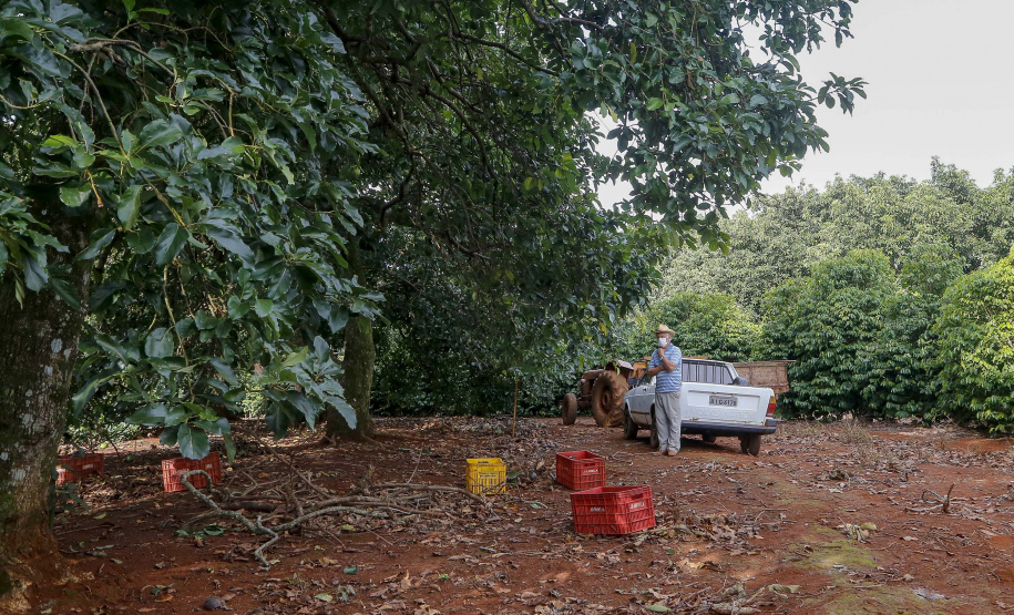Abacate conquista o lugar do café no Vale do Ivaí e no Norte do Paraná. Foto Gilson Abreu/AEN
