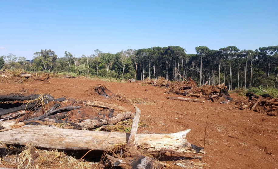 O Batalhão de Polícia Ambiental-Força Verde (BPAmb-FV) e o Instituto Água e Terra (IAT) divulgaram, nesta quarta-feira (22) o balanço final da Operação Esperança, planejada para flagrar crimes ambientais contra a flora