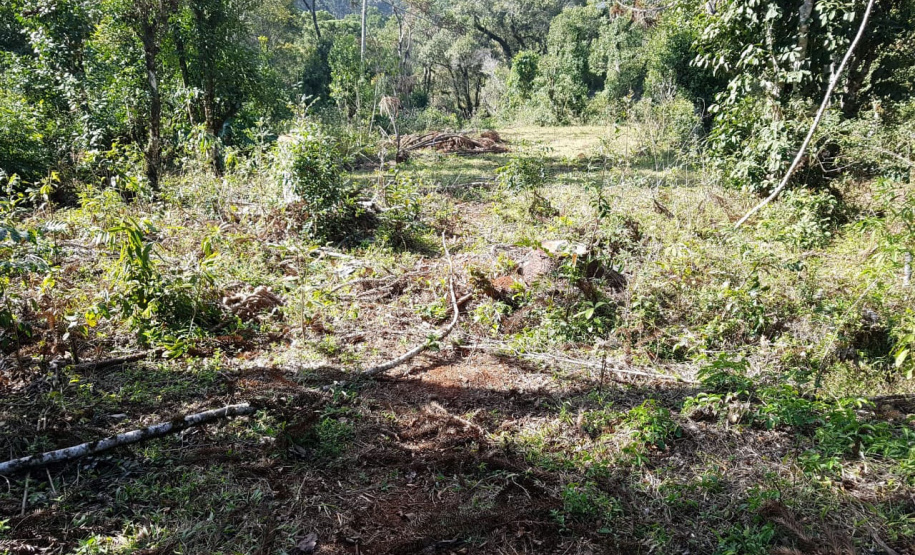O Batalhão de Polícia Ambiental-Força Verde (BPAmb-FV) e o Instituto Água e Terra (IAT) divulgaram, nesta quarta-feira (22) o balanço final da Operação Esperança, planejada para flagrar crimes ambientais contra a flora