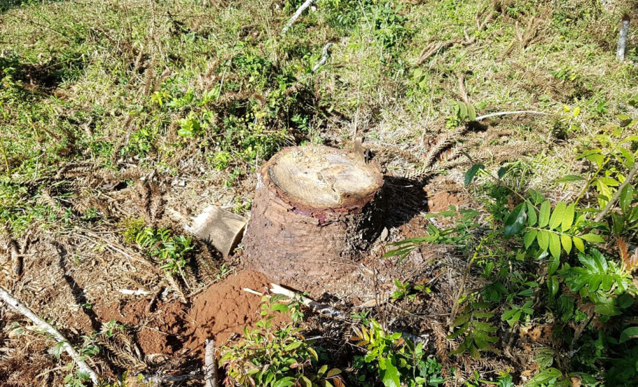 O Batalhão de Polícia Ambiental-Força Verde (BPAmb-FV) e o Instituto Água e Terra (IAT) divulgaram, nesta quarta-feira (22) o balanço final da Operação Esperança, planejada para flagrar crimes ambientais contra a flora