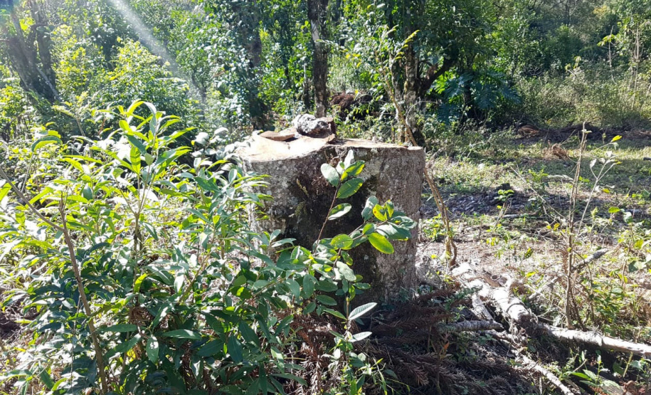 O Batalhão de Polícia Ambiental-Força Verde (BPAmb-FV) e o Instituto Água e Terra (IAT) divulgaram, nesta quarta-feira (22) o balanço final da Operação Esperança, planejada para flagrar crimes ambientais contra a flora