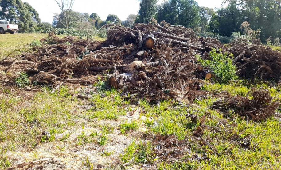 O Batalhão de Polícia Ambiental-Força Verde (BPAmb-FV) e o Instituto Água e Terra (IAT) divulgaram, nesta quarta-feira (22) o balanço final da Operação Esperança, planejada para flagrar crimes ambientais contra a flora