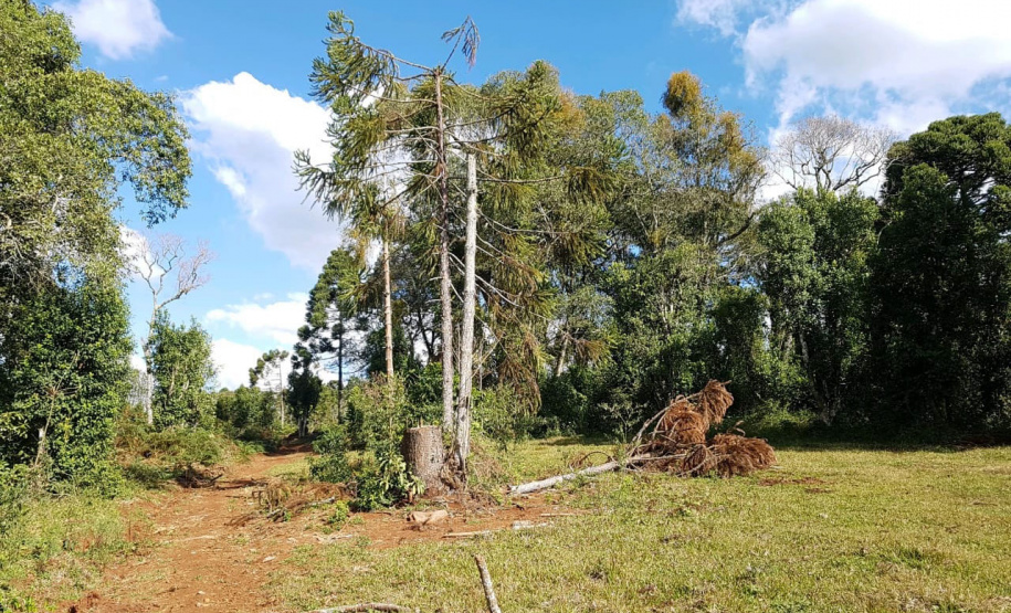 O Batalhão de Polícia Ambiental-Força Verde (BPAmb-FV) e o Instituto Água e Terra (IAT) divulgaram, nesta quarta-feira (22) o balanço final da Operação Esperança, planejada para flagrar crimes ambientais contra a flora