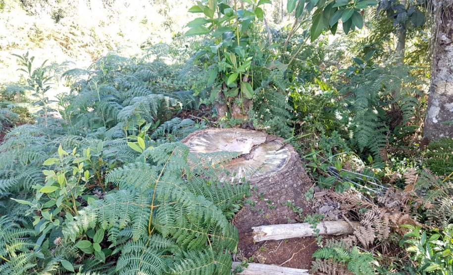 O Batalhão de Polícia Ambiental-Força Verde (BPAmb-FV) e o Instituto Água e Terra (IAT) divulgaram, nesta quarta-feira (22) o balanço final da Operação Esperança, planejada para flagrar crimes ambientais contra a flora