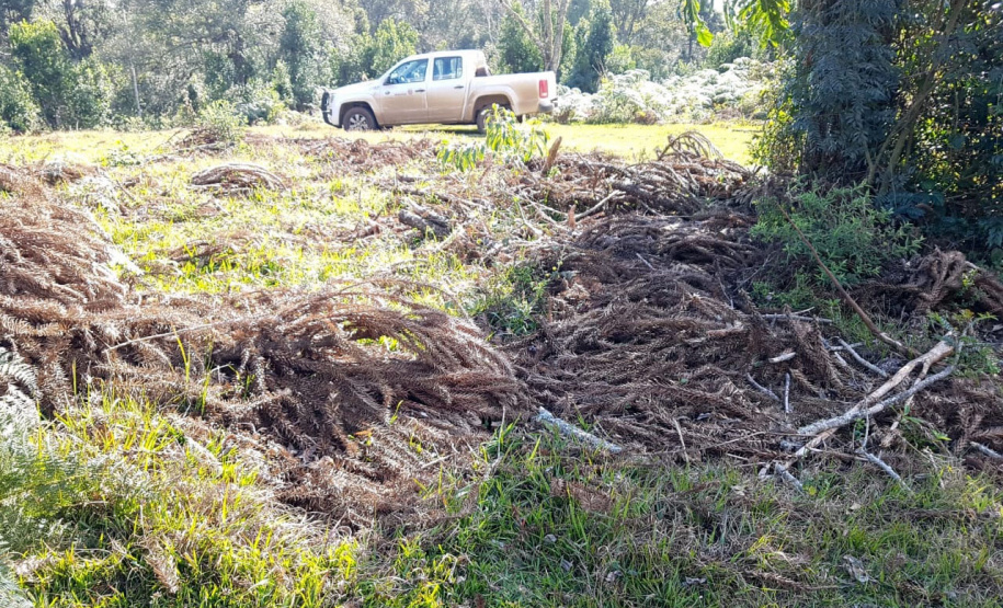 O Batalhão de Polícia Ambiental-Força Verde (BPAmb-FV) e o Instituto Água e Terra (IAT) divulgaram, nesta quarta-feira (22) o balanço final da Operação Esperança, planejada para flagrar crimes ambientais contra a flora