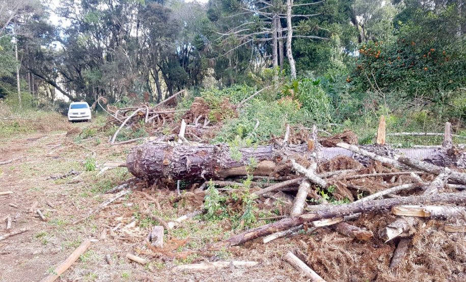 O Batalhão de Polícia Ambiental-Força Verde (BPAmb-FV) e o Instituto Água e Terra (IAT) divulgaram, nesta quarta-feira (22) o balanço final da Operação Esperança, planejada para flagrar crimes ambientais contra a flora