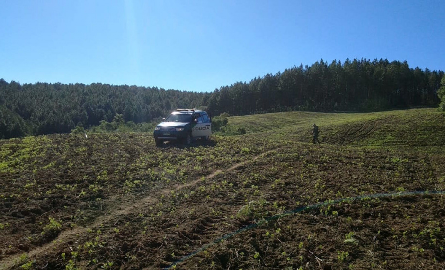 O Batalhão de Polícia Ambiental-Força Verde (BPAmb-FV) e o Instituto Água e Terra (IAT) divulgaram, nesta quarta-feira (22) o balanço final da Operação Esperança, planejada para flagrar crimes ambientais contra a flora