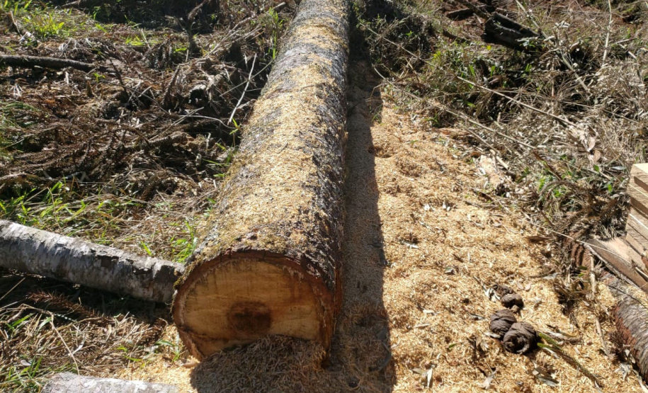 O Batalhão de Polícia Ambiental-Força Verde (BPAmb-FV) e o Instituto Água e Terra (IAT) divulgaram, nesta quarta-feira (22) o balanço final da Operação Esperança, planejada para flagrar crimes ambientais contra a flora