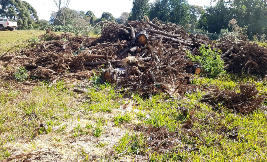 O Batalhão de Polícia Ambiental-Força Verde (BPAmb-FV) e o Instituto Água e Terra (IAT) divulgaram, nesta quarta-feira (22) o balanço final da Operação Esperança, planejada para flagrar crimes ambientais contra a flora