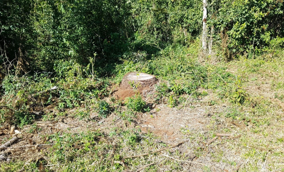 O Batalhão de Polícia Ambiental-Força Verde (BPAmb-FV) e o Instituto Água e Terra (IAT) divulgaram, nesta quarta-feira (22) o balanço final da Operação Esperança, planejada para flagrar crimes ambientais contra a flora