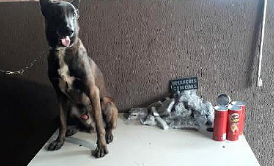 Na Semana Nacional Antidrogas, PM apreende mais de 2 toneladas de maconha no oeste do estado em apenas dois dias. Na fronteira com Paraguai, o 14º Batalhão da PM reforçou as operações e, em apenas dois dias, apreendeu mais de 2 toneladas de maconha. A mais recente apreensão aconteceu nesta madrugada (23/06). - Curitiba, 23/06/2021 - Foto: PMPR