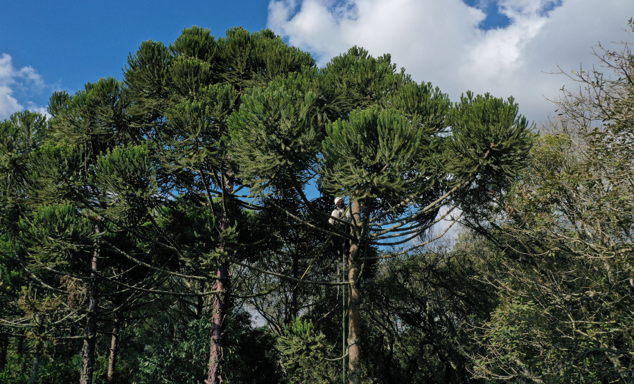No Dia Nacional da Araucária, o Paraná comemora a marca de 140 mil mudas retiradas de 13 viveiros do Instituto Água e Terra (IAT), desde 2019. O IAT é um órgão vinculado à Secretaria do Desenvolvimento Sustentável e do Turismo (Sedest). -  Curitiba, 24/06/2021  -  Foto: Alessandro Vieira