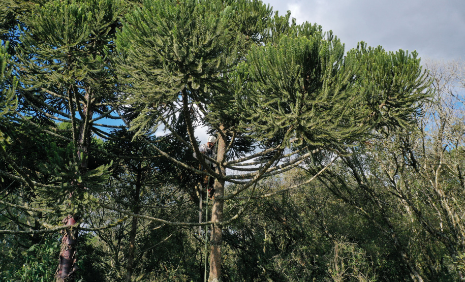 No Dia Nacional da Araucária, o Paraná comemora a marca de 140 mil mudas retiradas de 13 viveiros do Instituto Água e Terra (IAT), desde 2019. O IAT é um órgão vinculado à Secretaria do Desenvolvimento Sustentável e do Turismo (Sedest). -  Curitiba, 24/06/2021  -  Foto: Alessandro Vieira