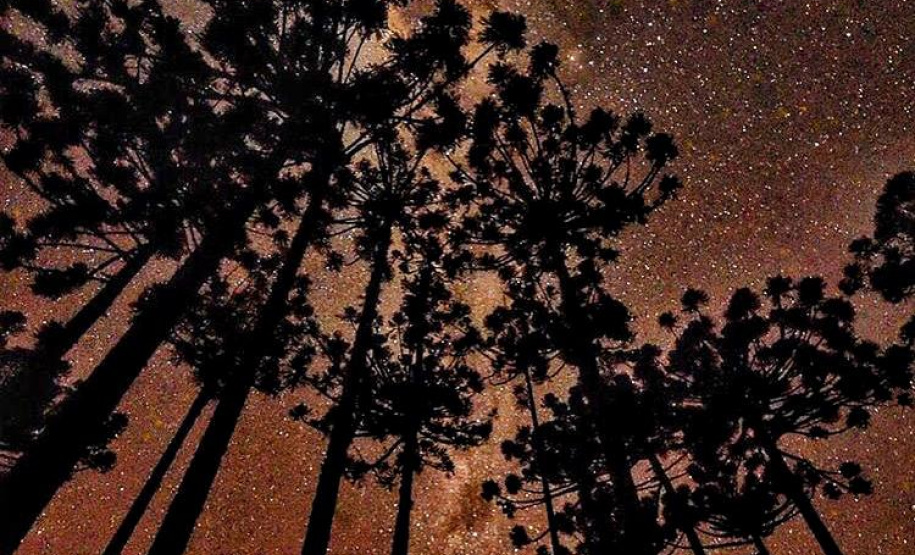 No Dia Nacional da Araucária, o Paraná comemora a marca de 140 mil mudas retiradas de 13 viveiros do Instituto Água e Terra (IAT), desde 2019. O IAT é um órgão vinculado à Secretaria do Desenvolvimento Sustentável e do Turismo (Sedest). - Curitiba, 24/06/2021 - Foto: Denis Ferreira Netto