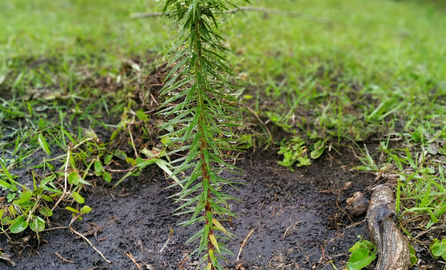 No Dia Nacional da Araucária, o Paraná comemora a marca de 140 mil mudas retiradas de 13 viveiros do Instituto Água e Terra (IAT), desde 2019. O IAT é um órgão vinculado à Secretaria do Desenvolvimento Sustentável e do Turismo (Sedest). - Curitiba, 24/06/2021 - Foto: SEDEST/IAT