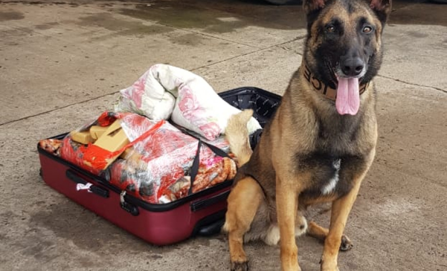 A Polícia Civil do Paraná (PCPR) conta com 13 cães policiais ativos que auxiliam em ações contra o tráfico de drogas. Além desses, o canil ainda possui outros quatro animais que já contribuíram para o trabalho, mas hoje estão aposentados.  
Foto: PCPR