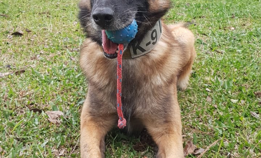 A Polícia Civil do Paraná (PCPR) conta com 13 cães policiais ativos que auxiliam em ações contra o tráfico de drogas. Além desses, o canil ainda possui outros quatro animais que já contribuíram para o trabalho, mas hoje estão aposentados.  
Foto: PCPR