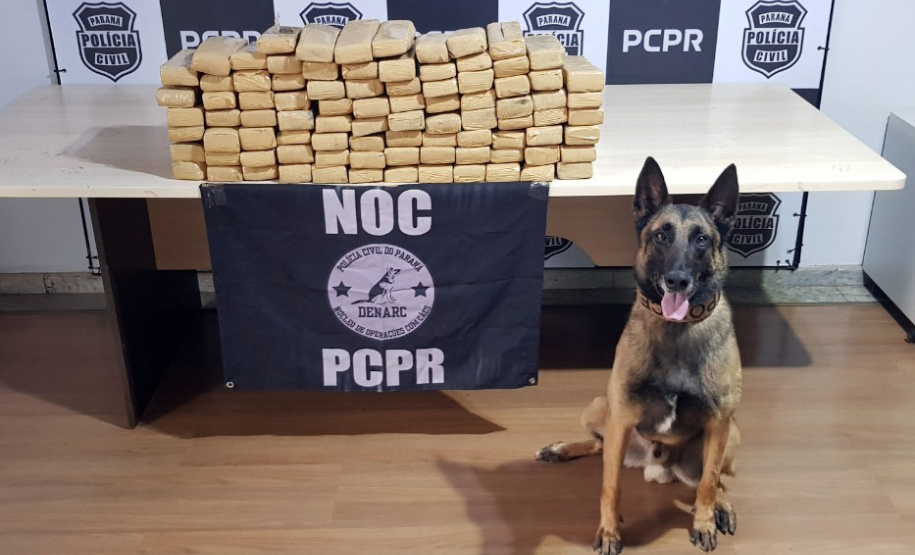 A Polícia Civil do Paraná (PCPR) conta com 13 cães policiais ativos que auxiliam em ações contra o tráfico de drogas. Além desses, o canil ainda possui outros quatro animais que já contribuíram para o trabalho, mas hoje estão aposentados.
Foto: PCPR