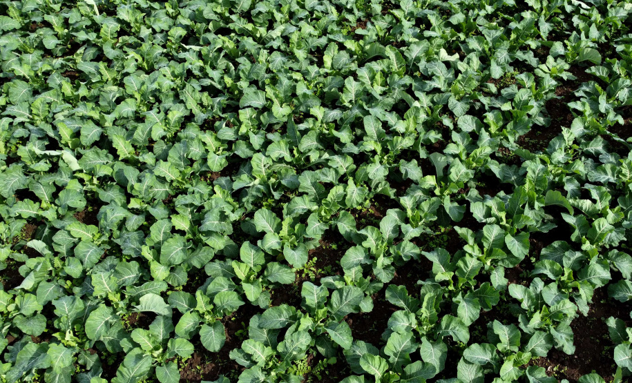 Hortaliças como brócolis e couve-flor mudam a paisagem de São José dos Pinhais  -  Curitiba, 24/06/2021  -  Foto: Ari Dias/AEN