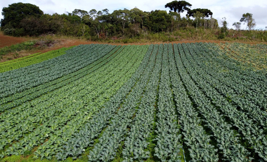 Hortaliças como brócolis e couve-flor mudam a paisagem de São José dos Pinhais  -  Curitiba, 24/06/2021  -  Foto: Ari Dias/AEN