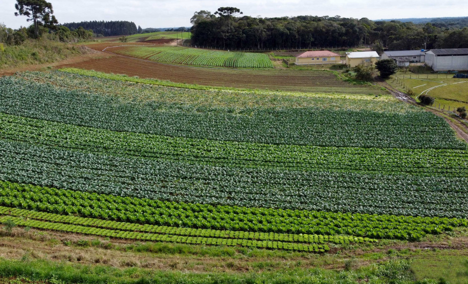 Hortaliças como brócolis e couve-flor mudam a paisagem de São José dos Pinhais  -  Curitiba, 24/06/2021  -  Foto: Ari Dias/AEN