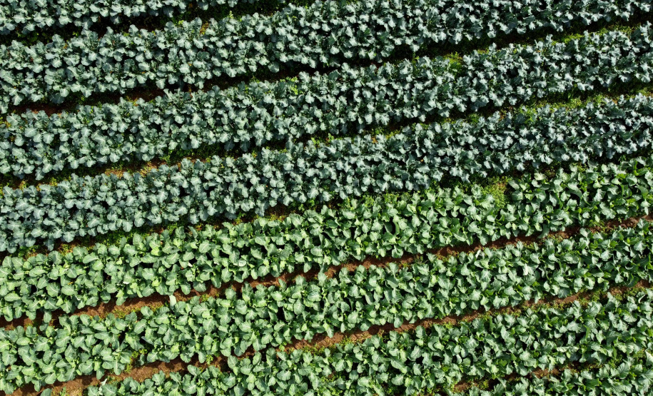Hortaliças como brócolis e couve-flor mudam a paisagem de São José dos Pinhais  -  Curitiba, 24/06/2021  -  Foto: Ari Dias/AEN