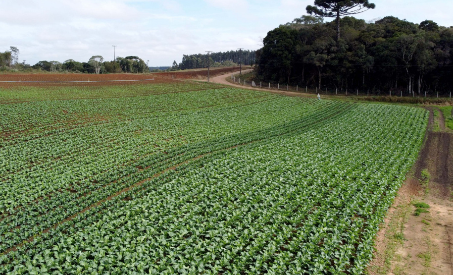 Hortaliças como brócolis e couve-flor mudam a paisagem de São José dos Pinhais  -  Curitiba, 24/06/2021  -  Foto: Ari Dias/AEN