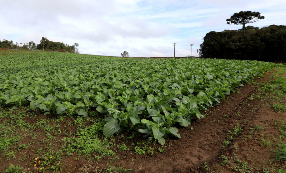 Hortaliças como brócolis e couve-flor mudam a paisagem de São José dos Pinhais  -  Curitiba, 24/06/2021  -  Foto: Ari Dias/AEN
