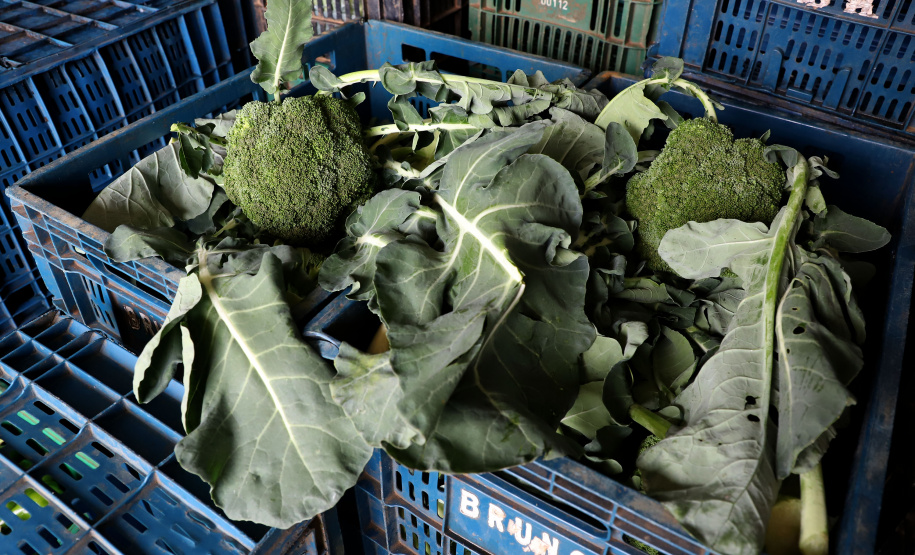 Hortaliças como brócolis e couve-flor mudam a paisagem de São José dos Pinhais  -  Curitiba, 24/06/2021  -  Foto: Ari Dias/AEN