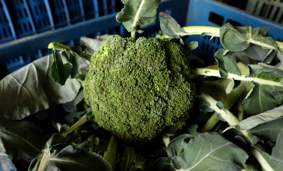 Hortaliças como brócolis e couve-flor mudam a paisagem de São José dos Pinhais  -  Curitiba, 24/06/2021  -  Foto: Ari Dias/AEN