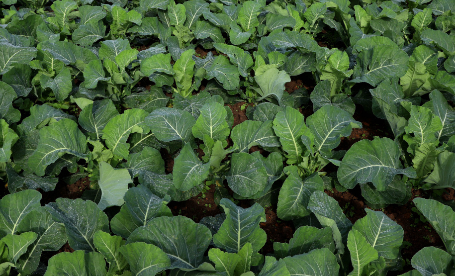 Hortaliças como brócolis e couve-flor mudam a paisagem de São José dos Pinhais  -  Curitiba, 24/06/2021  -  Foto: Ari Dias/AEN