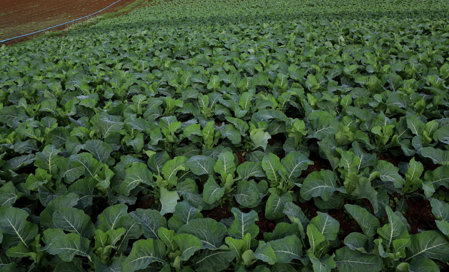 Hortaliças como brócolis e couve-flor mudam a paisagem de São José dos Pinhais  -  Curitiba, 24/06/2021  -  Foto: Ari Dias/AEN
