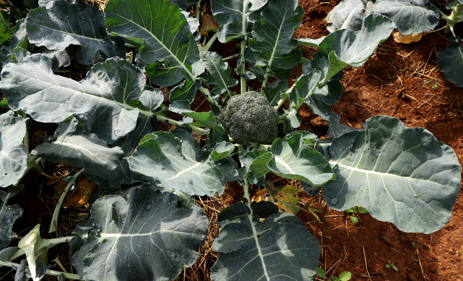 Hortaliças como brócolis e couve-flor mudam a paisagem de São José dos Pinhais  -  Curitiba, 24/06/2021  -  Foto: Ari Dias/AEN