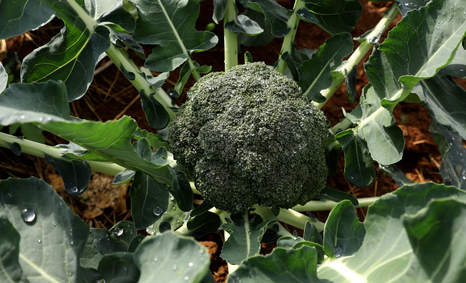 Hortaliças como brócolis e couve-flor mudam a paisagem de São José dos Pinhais  -  Curitiba, 24/06/2021  -  Foto: Ari Dias/AEN