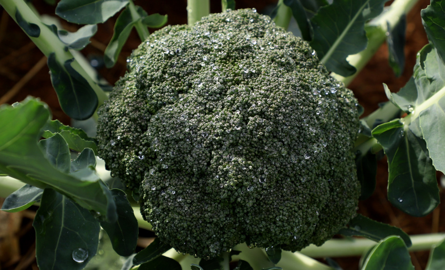 Hortaliças como brócolis e couve-flor mudam a paisagem de São José dos Pinhais  -  Curitiba, 24/06/2021  -  Foto: Ari Dias/AEN